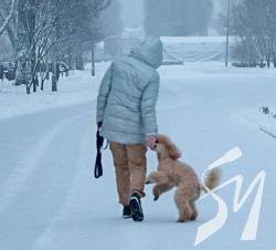 ������ ���� � ��������. ����